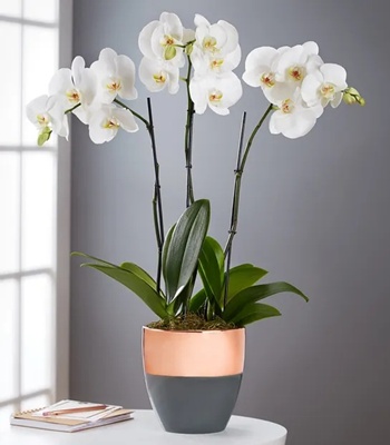 White Orchid Plant - Double Stem
