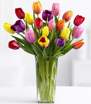 15 Multi Colour Tulips