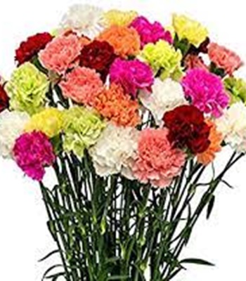 28 Assorted Mix Colored Carnations