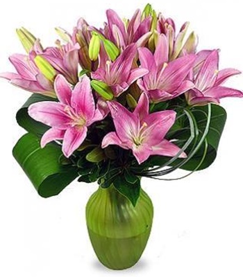 Pretty 7 Pink Asiatic Lilies