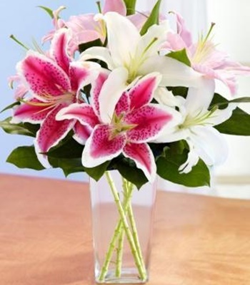 8 Stem of Pink Asiatic lilies