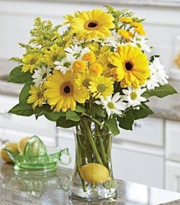Lemonade - Brilliant Yellow And White Flowers