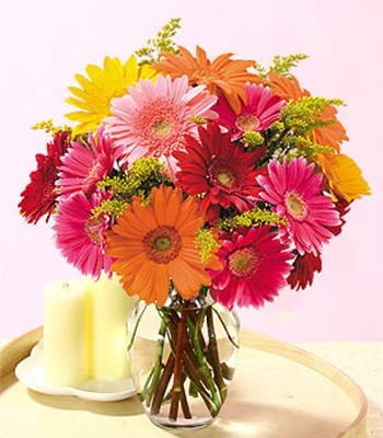 Colorful Gerbera Daisy Arranged in Classy Vase