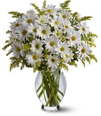 Geaceful White Daisies in Fancy Curved Vase