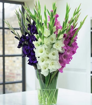 Gladiolus Mixed Bouquet