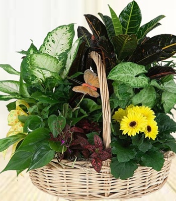 Sweet Serenity Plants Basket