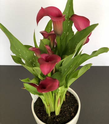 Red Calla Lily Plant