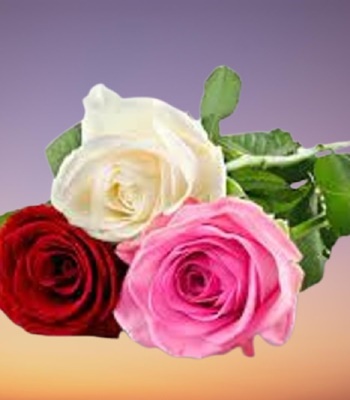 Mix Color Rose Bouquet - 3 Roses