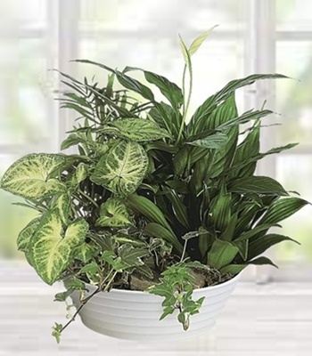 Dish Garden - Indoor Green Blooming Plants in Container