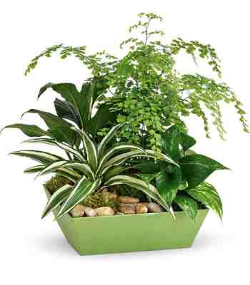 Forever Green Sympathy Plant Garden