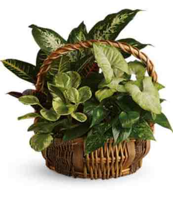 Indoor Garden Plant Basket