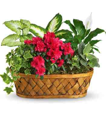 Indoor Green Plant Garden Basket