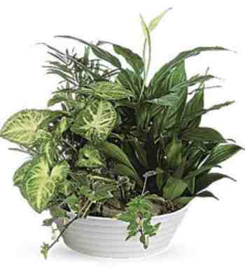 Indoor Plant Dish Garden