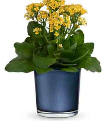 Kalanchoe Plant