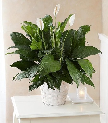 Peace Lily Plant