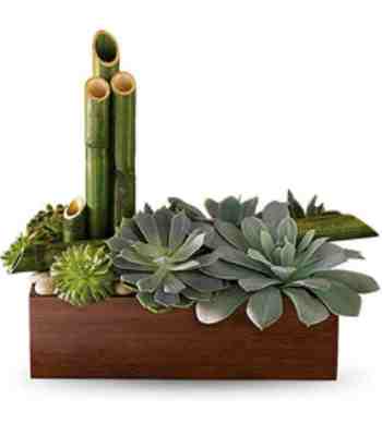 Peaceful Zen Succulent Garden