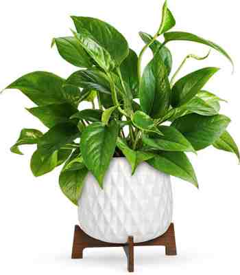 Pothos Indoor Plant