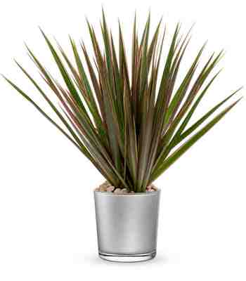 Potted Dracaena Plant