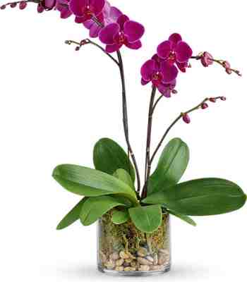 Purple Orchid Plant