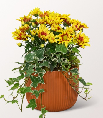 Autumn Chrysanthemum & Ivy Arrangement in Orange Ceramic Pot