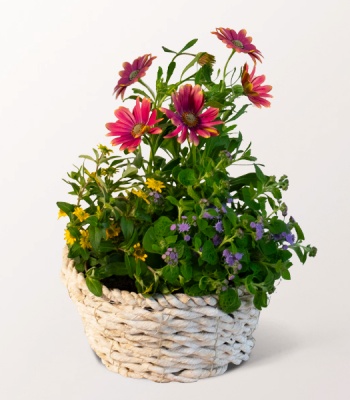 Basket Sonnenkuss