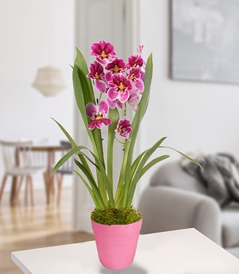Bicoloured Miltonia Orchid Plant In Pot