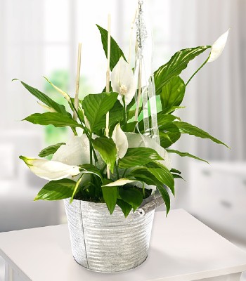 Big Peace Lily Plant