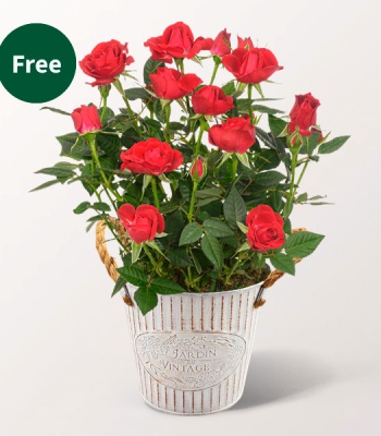 Blossom Joy Flower Arrangement