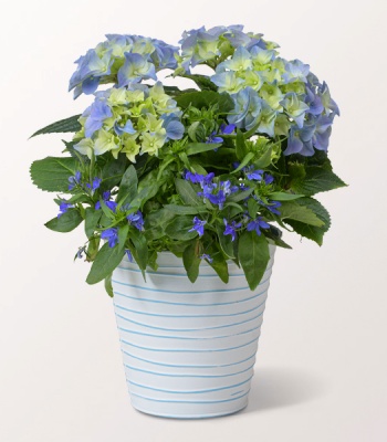 Blue Hydrangea In A Decorative Zinc Pot