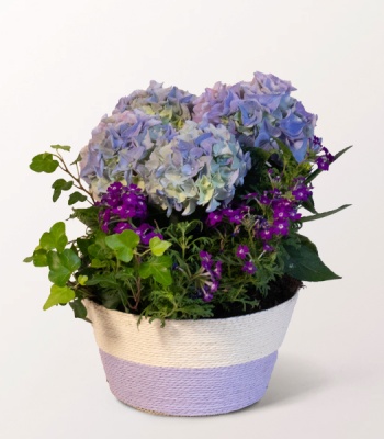 Blue Hydrangea Summer Basket