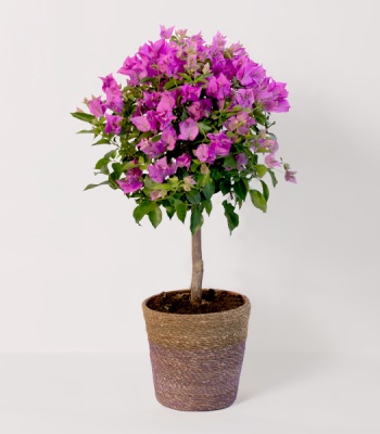 Bougainvillea Plant