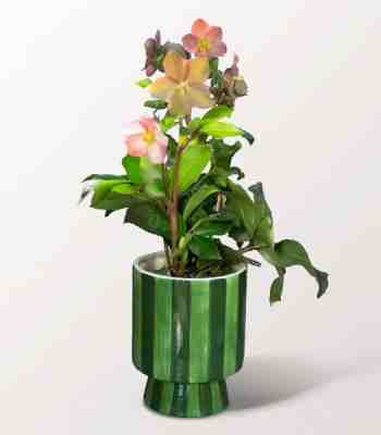 Burgundy Christmas Rose Plant In Ceramic Pot