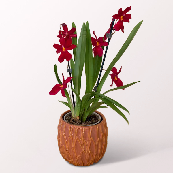 Cambria Nelly Isler Orchid Plant