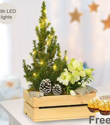 Christmas Arrangement in Wooden Box with lights & Chocolates