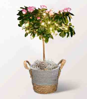 Christmas Azalea Plant With Light Chain