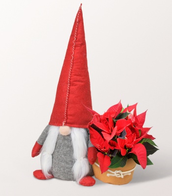 Christmas Flower Arrangement - Star Thaler