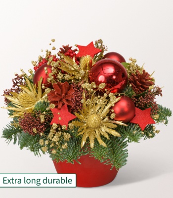 Christmas Plants - Poinsettia Amaryllis and Rose
