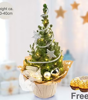 Christmas Tree Picea Conica With Lights & Chocolates