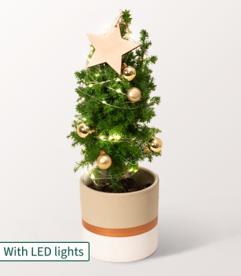 Christmas Tree with X-Mas Lights - Star Thaler