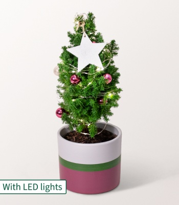 Christmas Tree with X-Mas Lights - Sweet Christmas