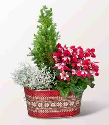 Cypress And Red White Cyclamen Christmas Arrangement