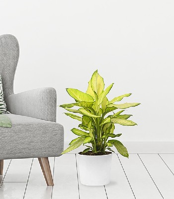 Dieffenbachia Summer Style Indoor House Plant