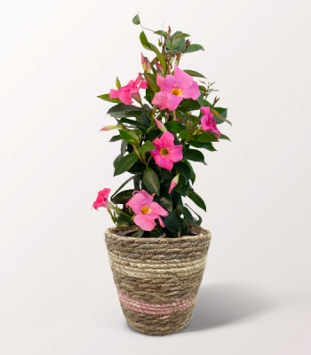 Dipladenia Pyramide