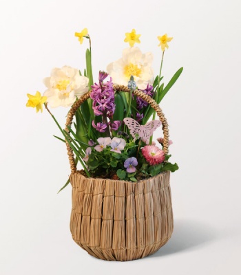Easter Bulb Garden Basket with Tulips & Daffodils