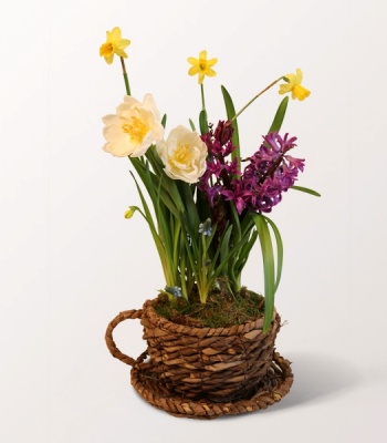 Easter Spring Bulb Garden Basket with Tulips & Daffodils