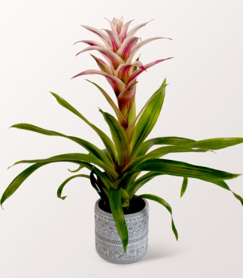 Exotic Guzmania Plant in a Pot