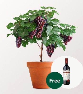 Grapevine & Red Wine (0,75 L) Set