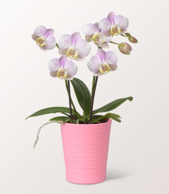 Light Pink Orchid Mariechen in Pink Ceramic Pot - Elegant Indoor Plant Gift