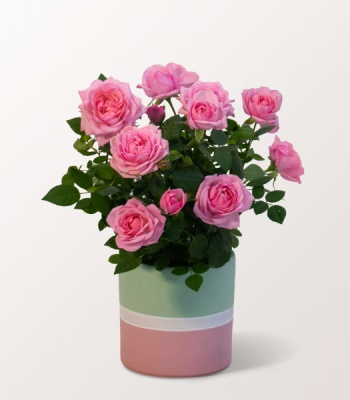 Light Pink Rose in a Modern Ceramic Pot