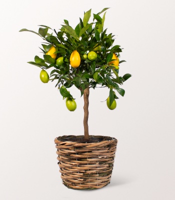 Limequat Tree in a Wicker Basket